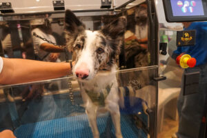 La ozonoterapia gana terreno en tratamientos dermatológicos para perros
