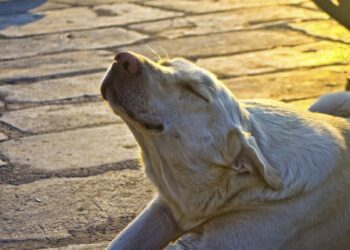 Córdoba tendrá una jornada soleada y agradable con máxima de 24 grados Córdoba tendrá una jornada soleada y agradable con máxima de 24 grados