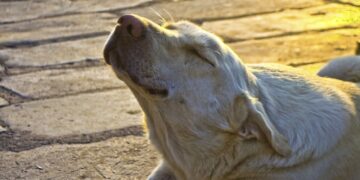 Córdoba tendrá una jornada soleada y agradable con máxima de 24 grados