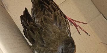 Rescataron a una gallineta herida dentro de un comercio de Nueva Córdoba Rescataron a una gallineta herida dentro de un comercio de Nueva Córdoba