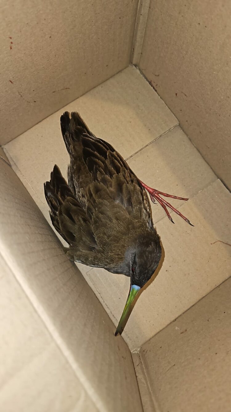 Rescataron a una gallineta herida dentro de un comercio de Nueva Córdoba Una gallineta herida fue encontrada dentro de un comercio de Nueva Córdoba y rescatada por la Patrulla Ambiental para su recuperación en el Parque de la Biodiversidad.