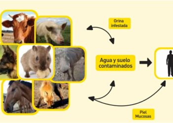 Alertan por un aumento de casos de leptospirosis en Argentina