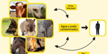 Alertan por un aumento de casos de leptospirosis en Argentina