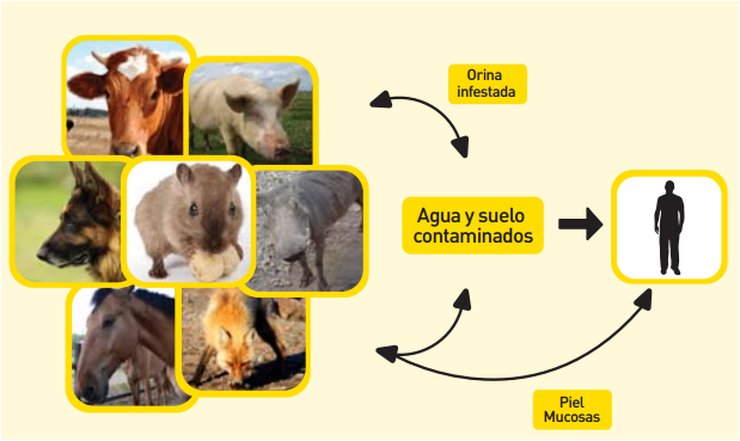 Alertan por un aumento de casos de leptospirosis en Argentina El Boletín Epidemiológico Nacional reportó 109 casos de leptospirosis en lo que va de 2026, con un incremento de contagios en las regiones Centro y NEA del país.