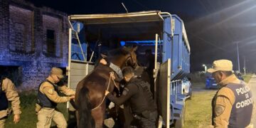 Detienen a tres hombres por caza ilegal de carpinchos y rescatan caballos heridos