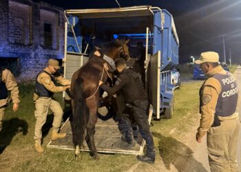 Detuvieron a tres hombres por caza ilegal de carpinchos y rescataron caballos heridos