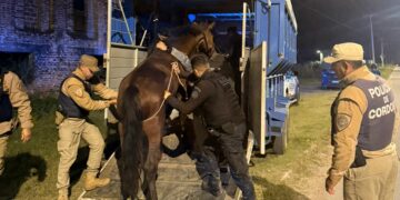 Detuvieron a tres hombres por caza ilegal de carpinchos y rescataron caballos heridos