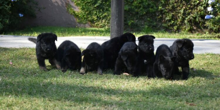 Ocho nuevos cachorros se suman a la Fuerza Policial Antinarcotráfico