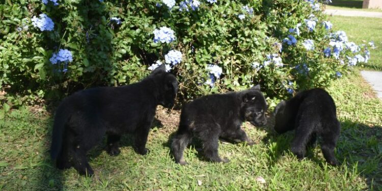 Ocho nuevos cachorros se suman a la Fuerza Policial Antinarcotráfico