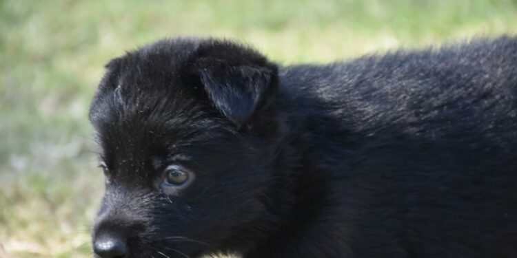 Ocho nuevos cachorros se suman a la Fuerza Policial Antinarcotráfico
