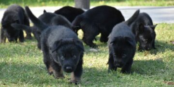 Cinco machos y tres hembras de ovejero alemán serán preparados para integrarse a las unidades operativas de la Fuerza Policial Antinarcotráfico.