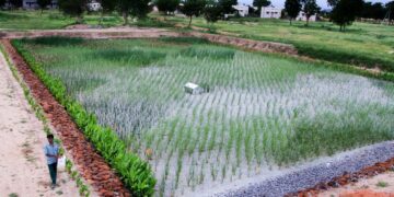 Hay que insistir con la implementación de humedales del agua
