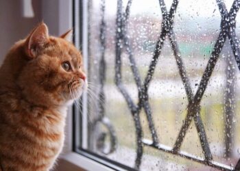 Córdoba tendrá una jornada gris y fresca con cielo cubierto durante todo el día Córdoba tendrá una jornada gris y fresca con cielo cubierto durante todo el día