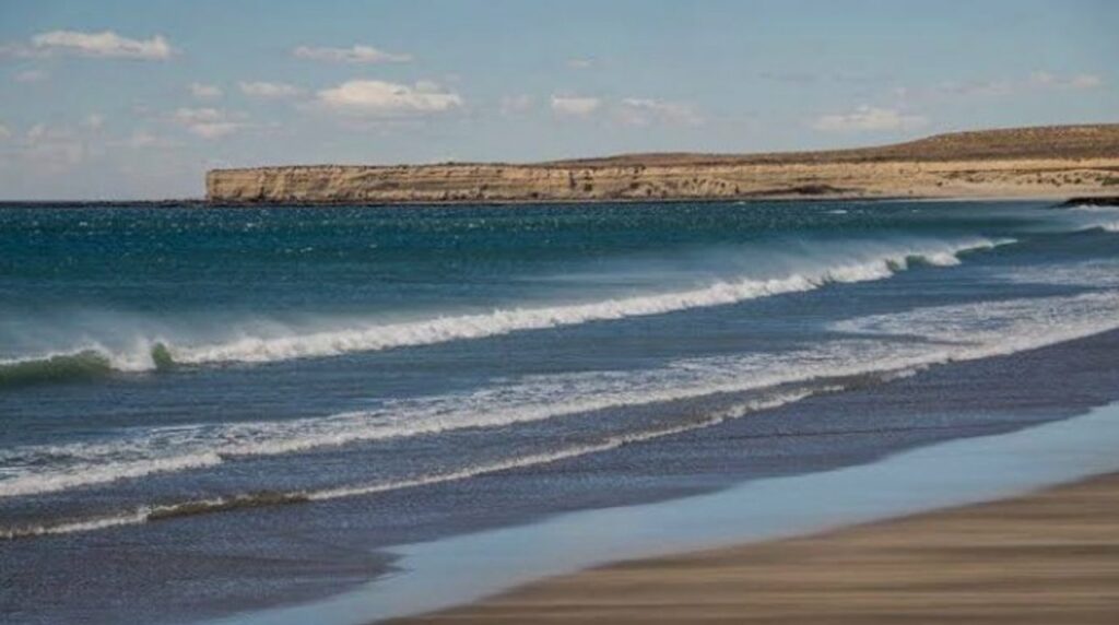 Preocupación en la Patagonia por la aparición de pingüinos muertos en las playas
