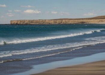 Preocupación en la Patagonia por la aparición de pingüinos muertos en las playas