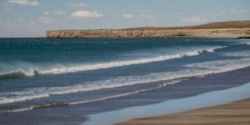 Preocupación en la Patagonia por la aparición de pingüinos muertos en las playas