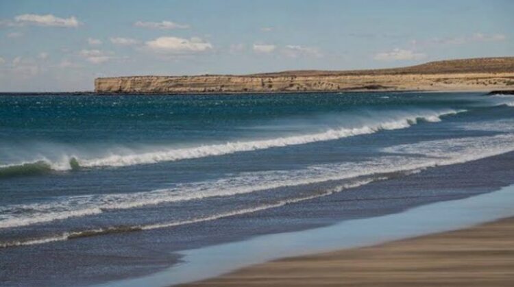 Organismos ambientales y sanitarios investigan la aparición de pingüinos muertos en playas de Chubut y Santa Cruz, mientras se mantienen medidas preventivas ante la sospecha de gripe aviar.