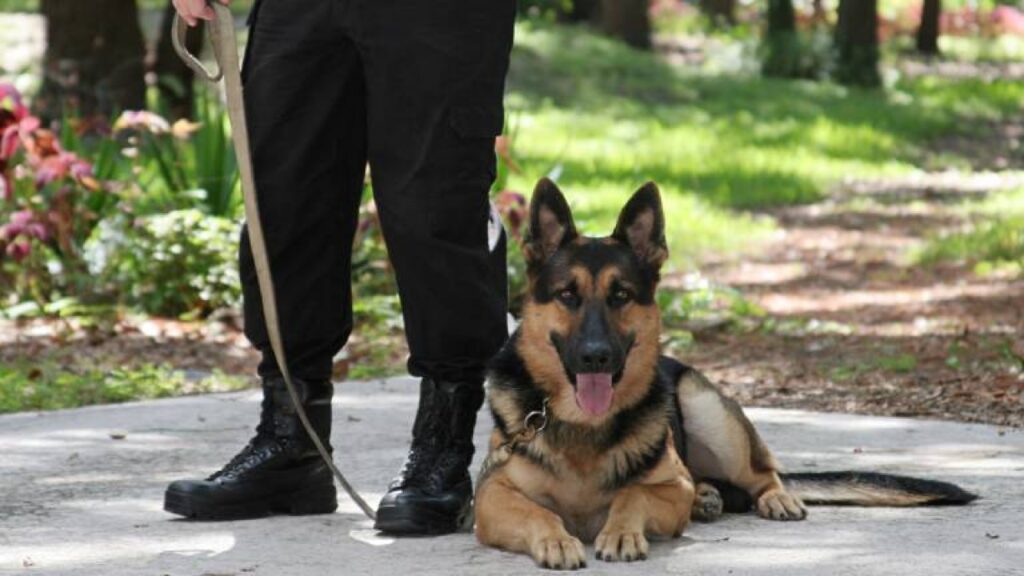 Chonino, el héroe de cuatro patas que le dio nombre a una fecha Chonino, el héroe de cuatro patas que le dio nombre a una fecha