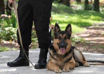 Chonino, el héroe de cuatro patas que le dio nombre a una fecha