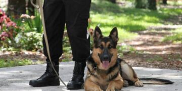 Chonino, el héroe de cuatro patas que le dio nombre a una fecha
