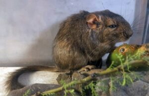 El descubrimiento de una nueva especie de roedor que comenzó con relatos locales El descubrimiento de una nueva especie de roedor que comenzó con relatos locales