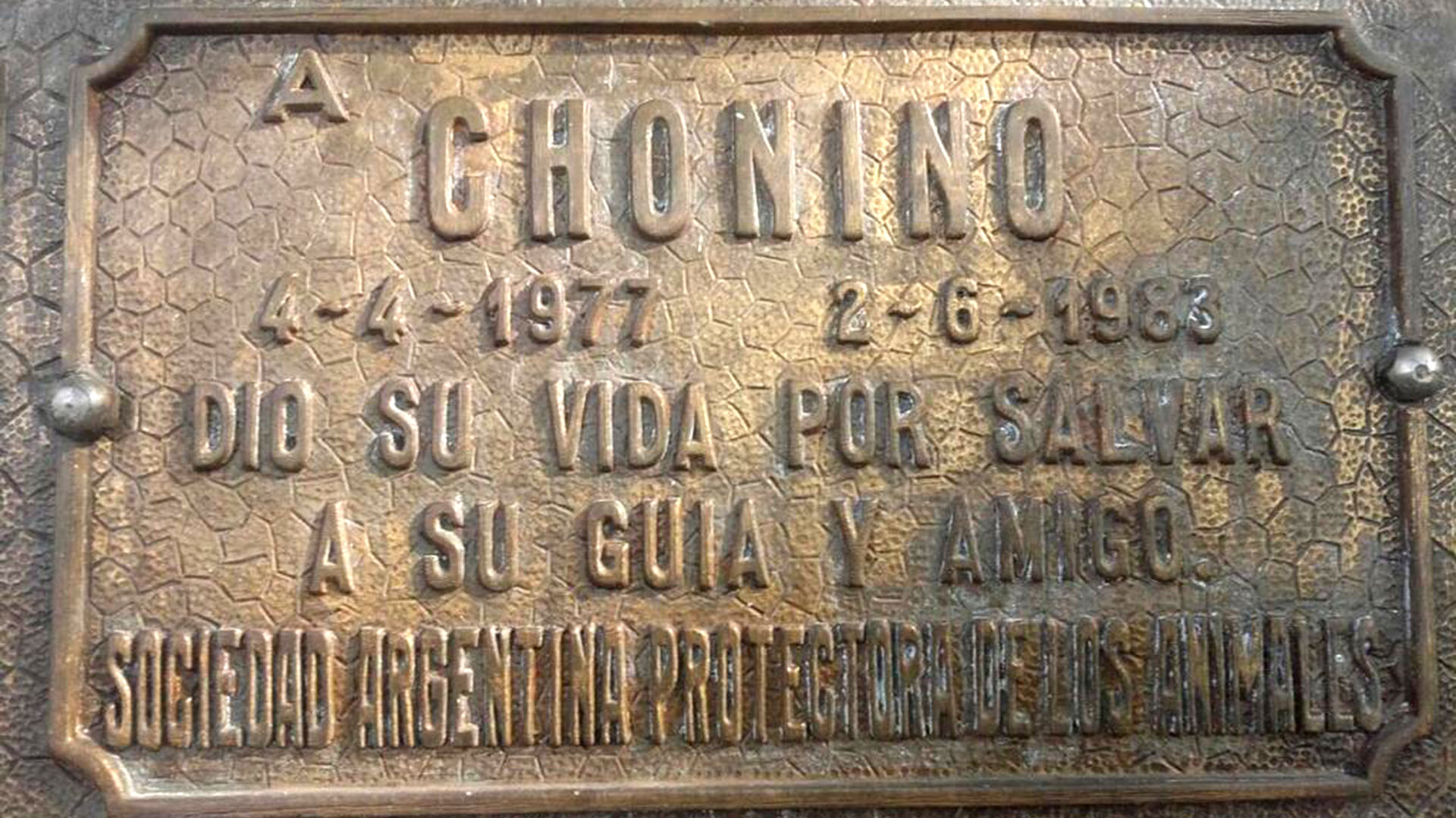Chonino, el héroe de cuatro patas que le dio nombre a una fecha