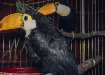 Los ejemplares nacieron y fueron criados de forma asistida en un ambiente controlado dentro del Parque de la Biodiversidad.