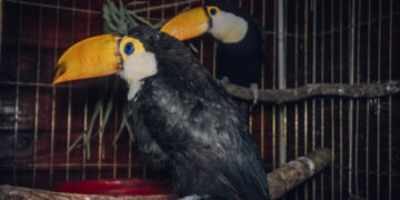 Los ejemplares nacieron y fueron criados de forma asistida en un ambiente controlado dentro del Parque de la Biodiversidad.