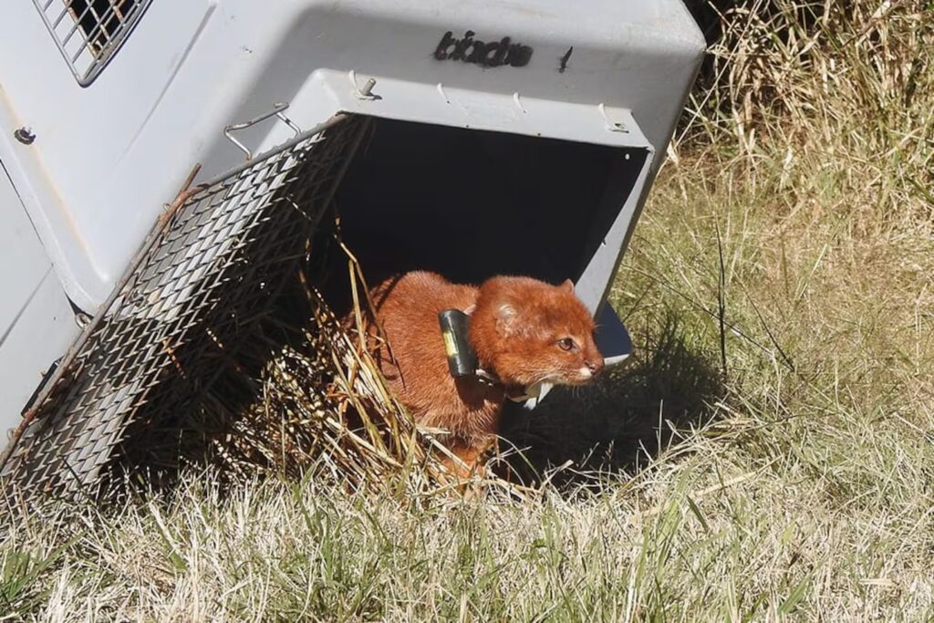 Liberaron un yaguarundí con collar de rastreo satelital