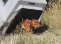 Liberaron un yaguarundí con collar de rastreo satelital