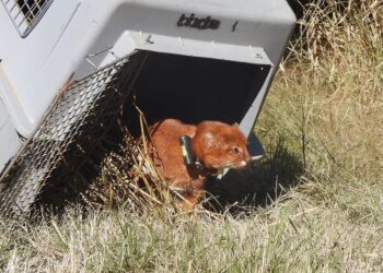Liberaron un yaguarundí con collar de rastreo satelital
