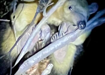 Rescataron un oso melero hallado sobre un árbol en Villa Ciudad América