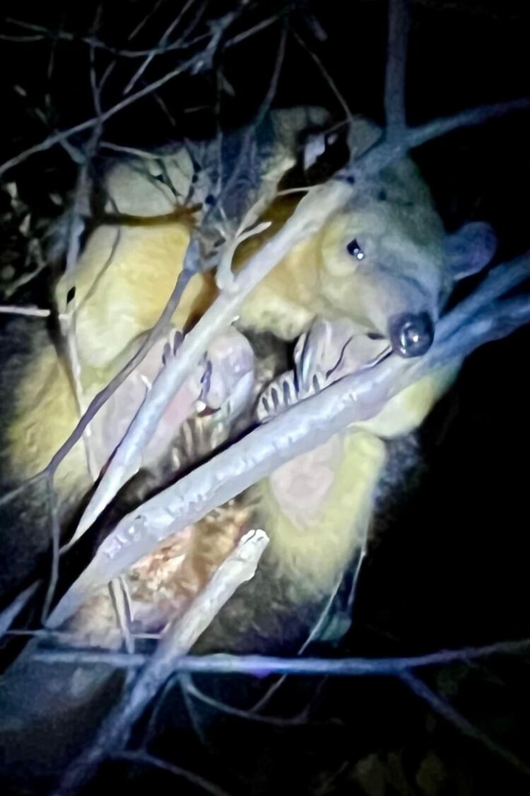 Rescataron un oso melero hallado sobre un árbol en Villa Ciudad América Rescataron un oso melero hallado sobre un árbol en Villa Ciudad América