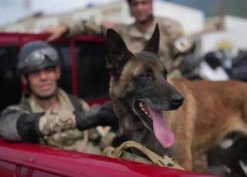 Un perro rescatista argentino halló con vida a dos niños entre los escombros en Venezuela