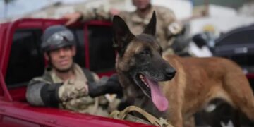 Un perro rescatista argentino halló con vida a dos niños entre los escombros en Venezuela