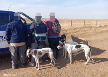 Como resultado, se reguardaron 33 perros utilizados para la actividad ilegal y se secuestraron tres vehículos.