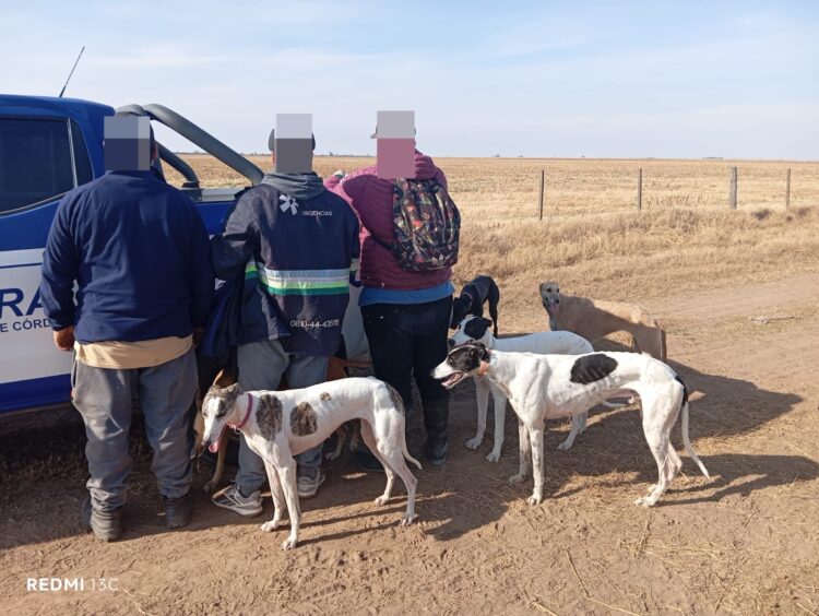 Detuvieron a quince cazadores furtivos en distintos operativos en la provincia Como resultado, se reguardaron 33 perros utilizados para la actividad ilegal y se secuestraron tres vehículos.