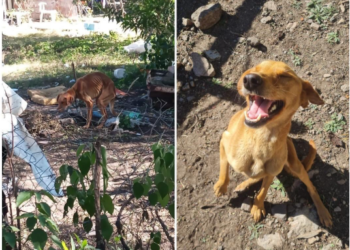 El antes y después de una perra rescatada en Los Cocos