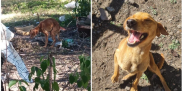 El antes y después de una perra rescatada en Los Cocos