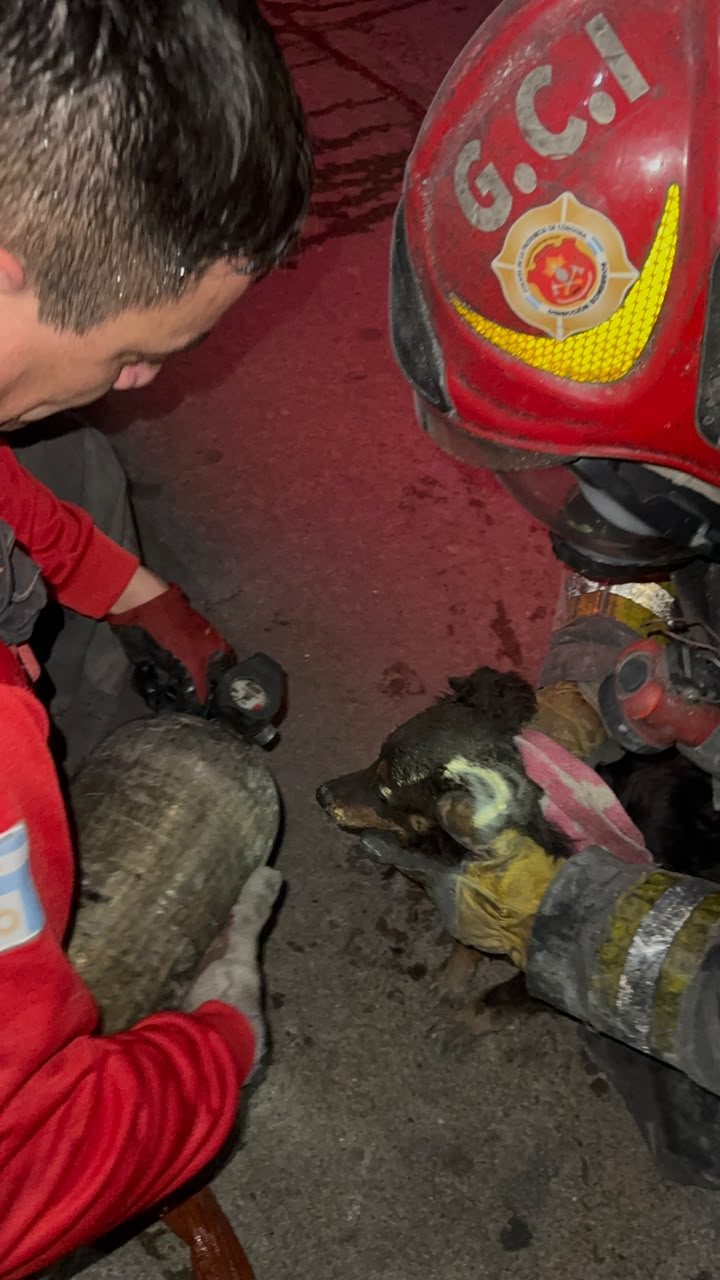 Incendio en un departamento: rescataron a un perro y hubo importantes daños Incendio en un departamento: rescataron a un perro y hubo importantes daños
