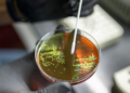Investigadores de la UNC crean alternativas para combatir infecciones Investigadores de la UNC crean alternativas para combatir infecciones