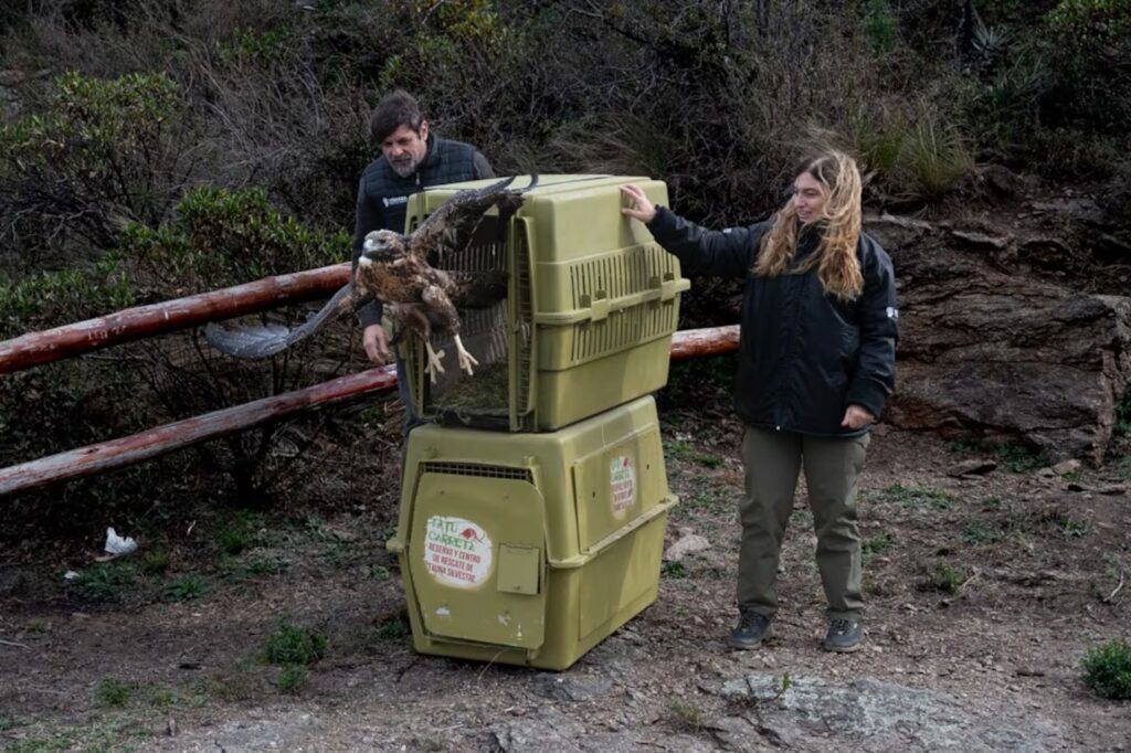 Rescate y regreso a la naturaleza: liberaron animales silvestres en Córdoba