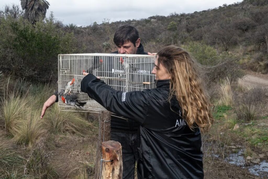 Rescate y regreso a la naturaleza: liberaron animales silvestres en Córdoba