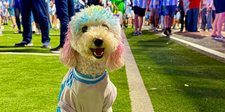 De Córdoba al mundo: la caniche «Brigitte» que se volvió tendencia en el Mundial