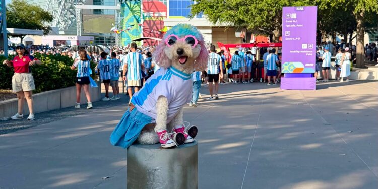De Córdoba al mundo: la caniche «Brigitte» que se volvió tendencia en el Mundial