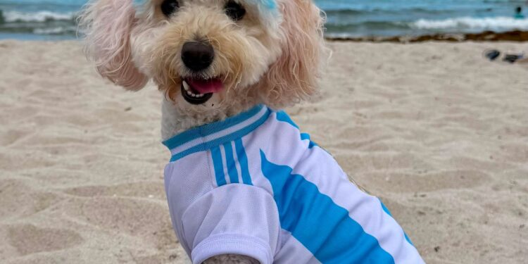 De Córdoba al mundo: la caniche «Brigitte» que se volvió tendencia en el Mundial