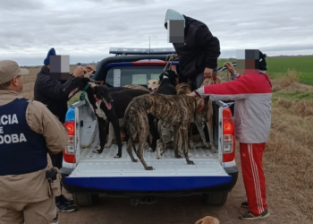 Caza ilegal: doce detenidos y treinta perros galgos rescatados del maltrato Caza