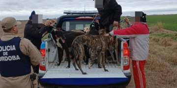 Caza ilegal: doce detenidos y treinta perros galgos rescatados del maltrato Caza