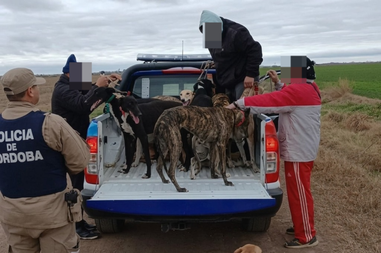 Caza ilegal: doce detenidos y treinta perros galgos rescatados del maltrato Caza