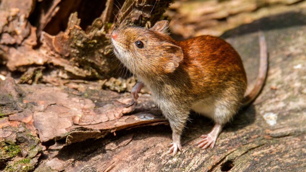 Chile declaró una alerta sanitaria por la letalidad del hantavirus